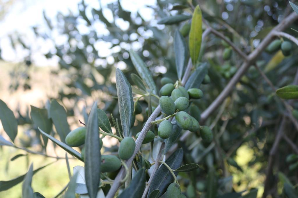 Certine Agriturismo Asciano Εξωτερικό φωτογραφία