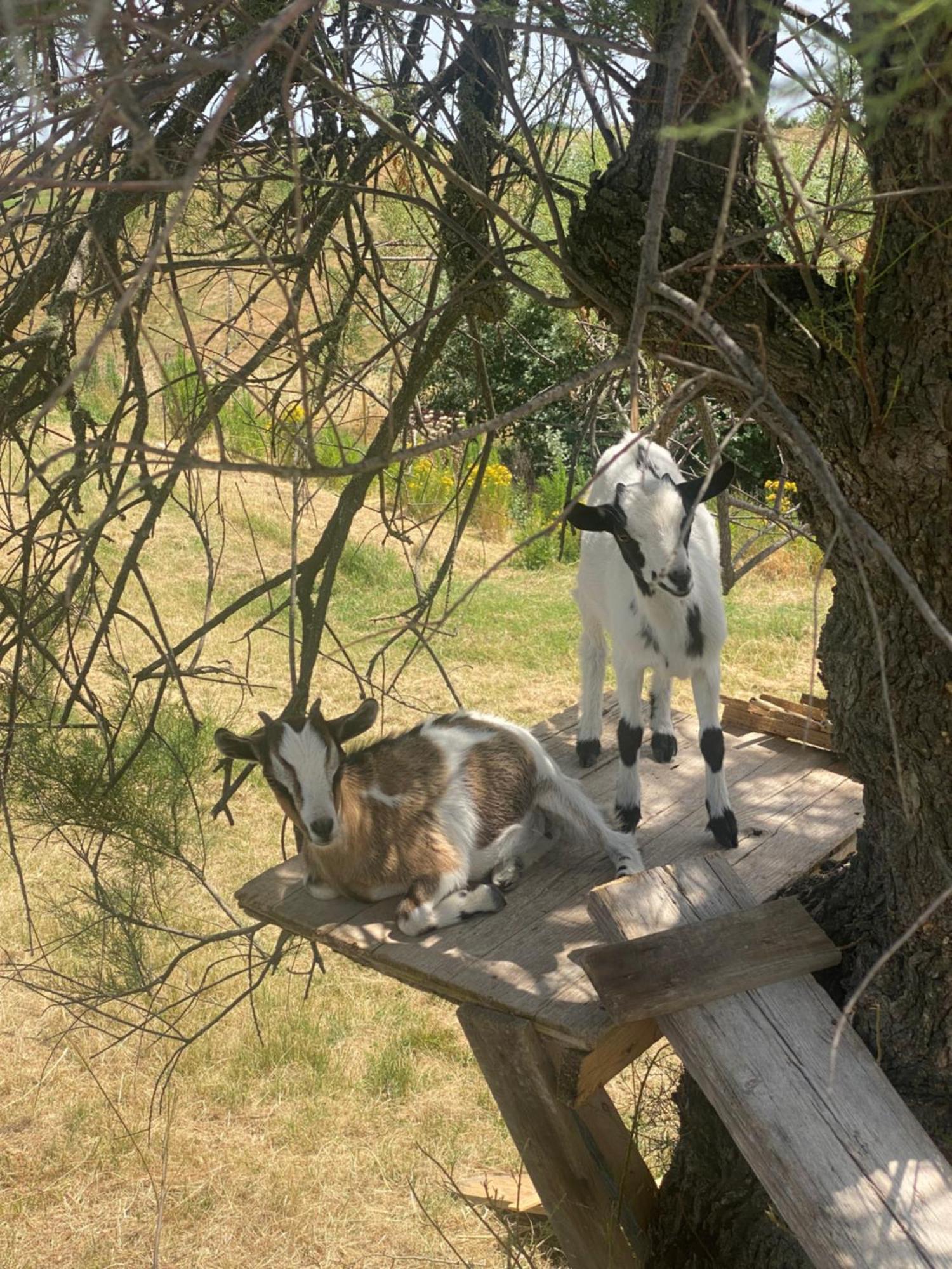 Certine Agriturismo Asciano Εξωτερικό φωτογραφία